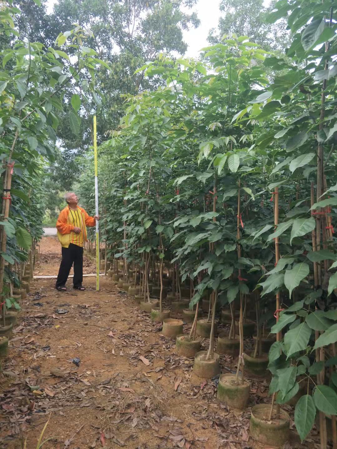 紫花枫铃木销售基地