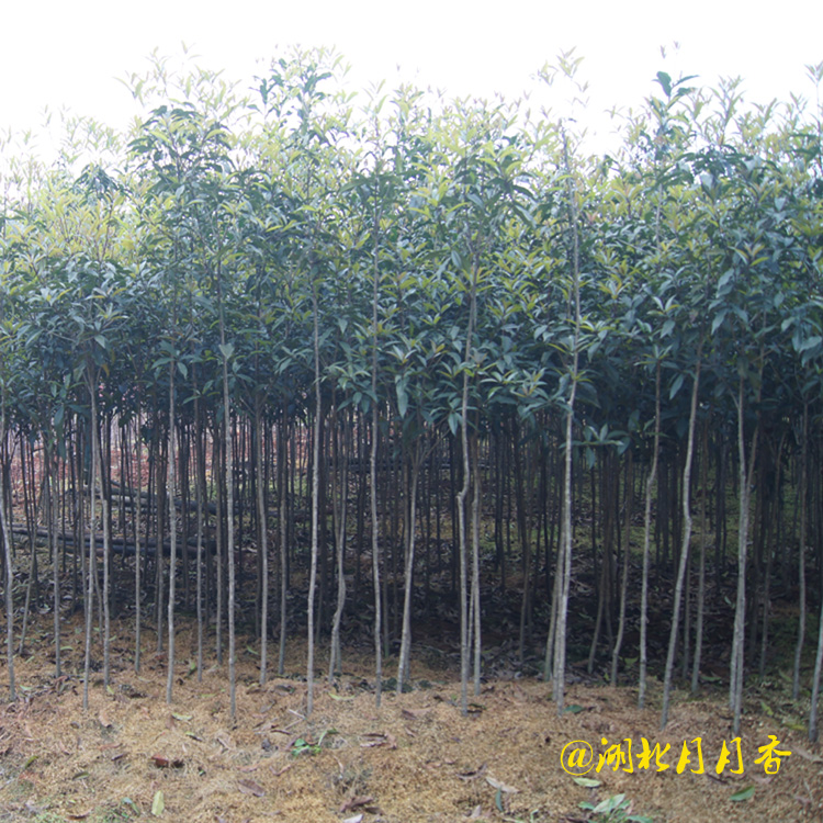 河南2公分桂花树，2公分桂花树批发商，2公分桂花树基地（湖北月月香园林有限公司）