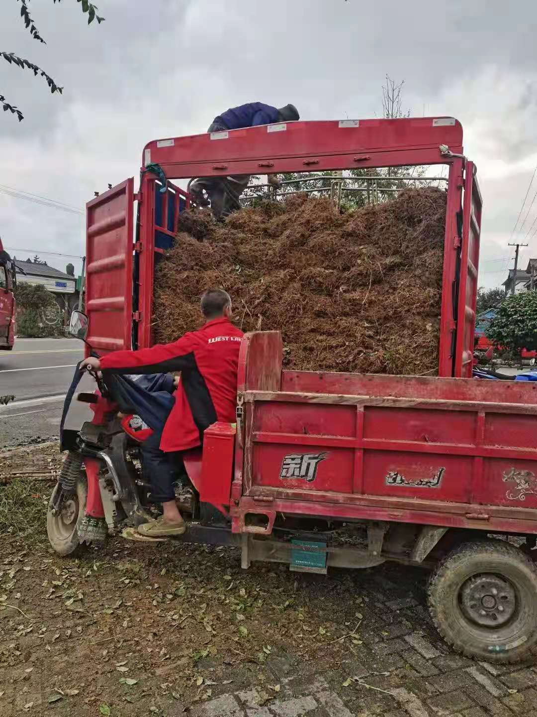 广西大叶种茶苗种植基地_供应商价格表【雅安市名山区超众苗木种植农民合作社】