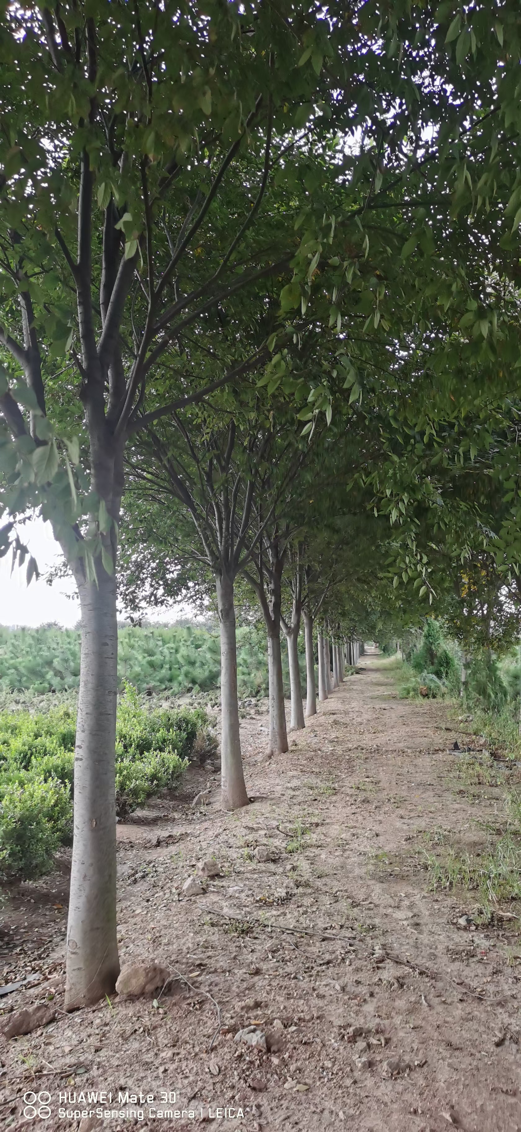 基地批发各种规格金叶白蜡 常年出售造型白腊丛生白蜡行道树