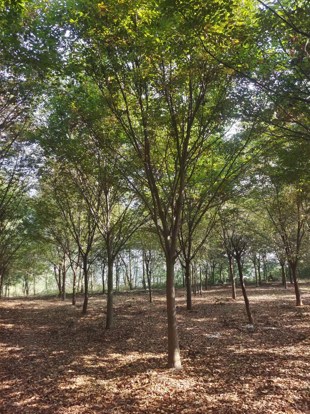 苗圃供应 苦楝树 环境优越 苗木资源雄厚