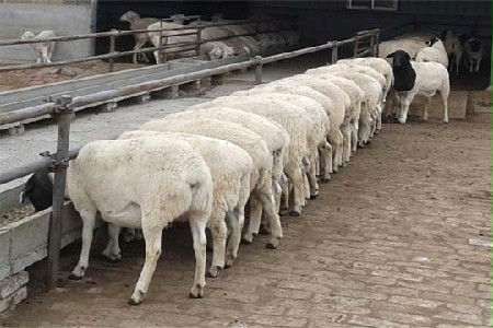 鲁西南纯种小尾寒羊养殖场陕西云南四川鲁西南纯种小尾寒羊养殖场