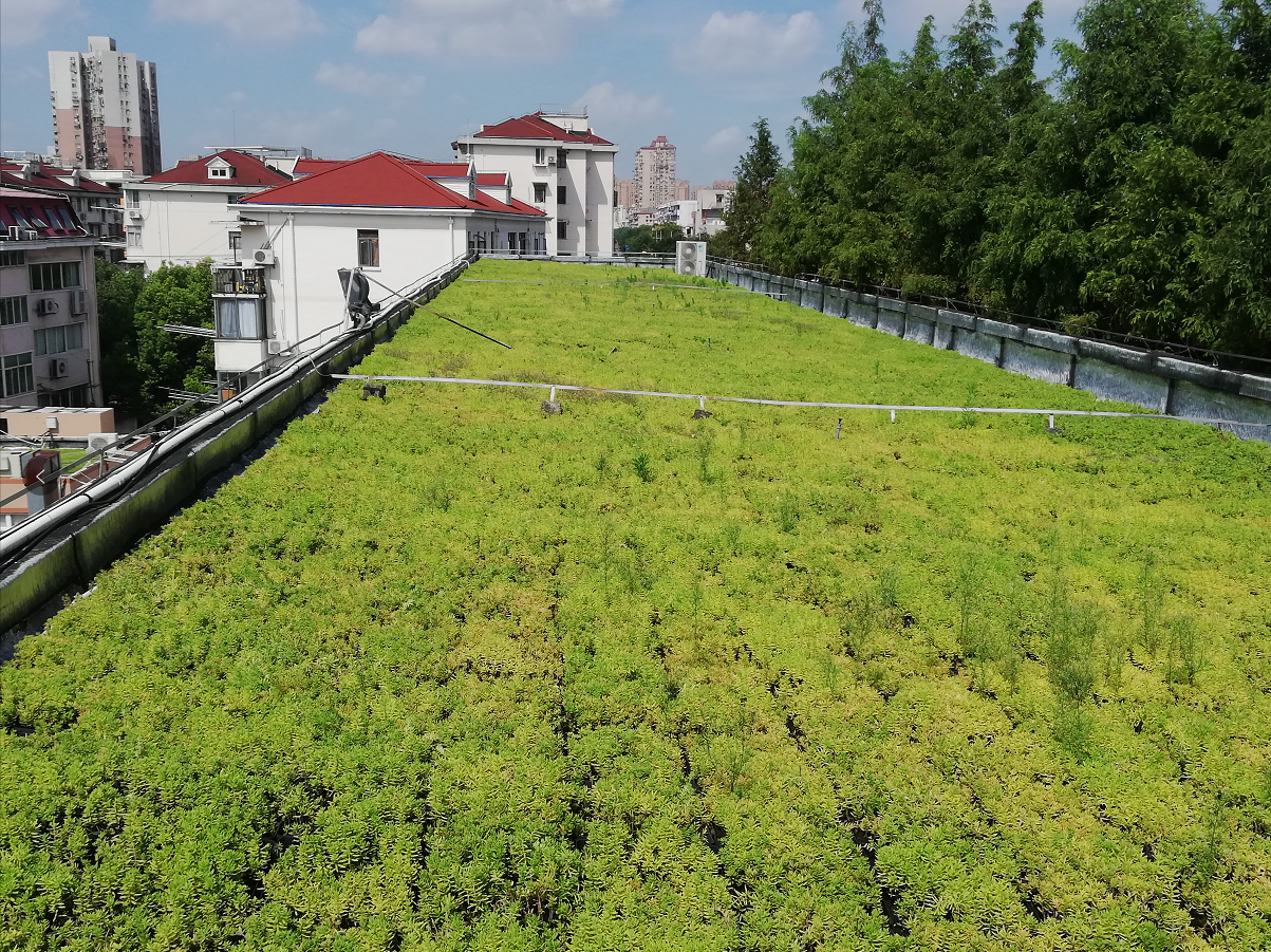 屋顶绿化 生态屋顶绿化施工 屋顶植草工程报价