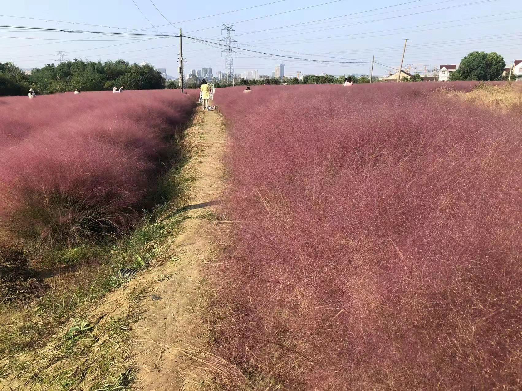 粉黛乱子草 花卉基地 常年供应粉黛乱子草花苗