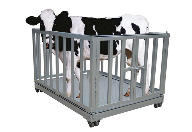 畜牧围栏秤-养殖场电子秤-牲畜秤图片