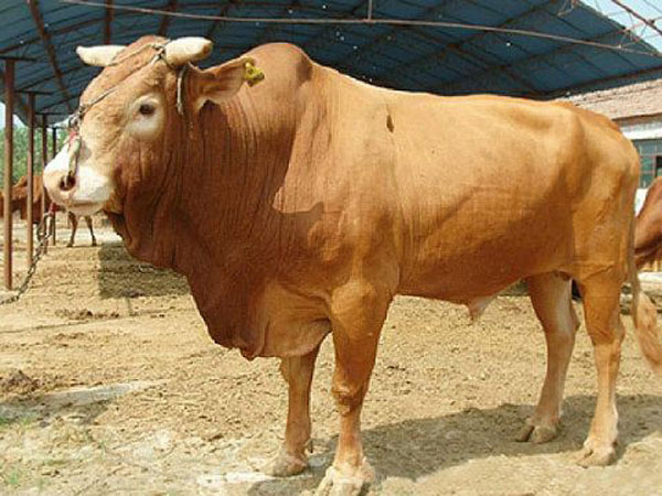 鲁西黄牛价格鲁西黄牛价格 鲁西黄牛多少钱