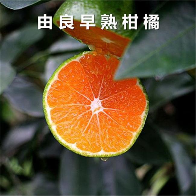广西由良柑橘果苗现货，由良柑橘果苗种植，由良柑橘果苗基地报价