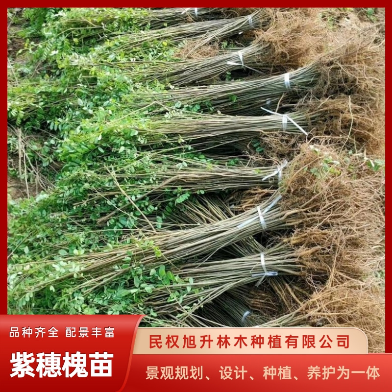 紫穗槐苗供货商_紫穗槐苗种植园_紫穗槐苗批发电话