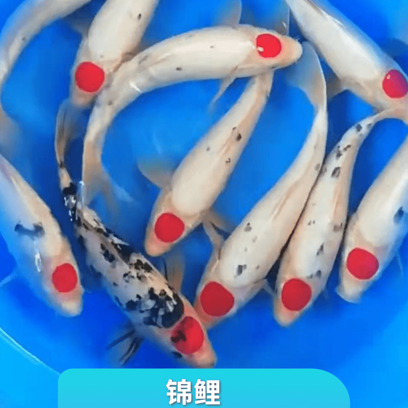 福建红白锦鲤鱼苗养殖基地供应出售热线电话