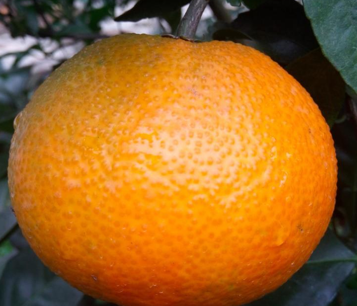 红美人苗  1-3年生柑橘新品种红美人 早熟杂柑 1-3年生柑桔苗 红美人苗  1-3年生