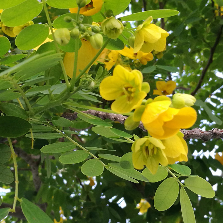 黄花槐绿化灌木种