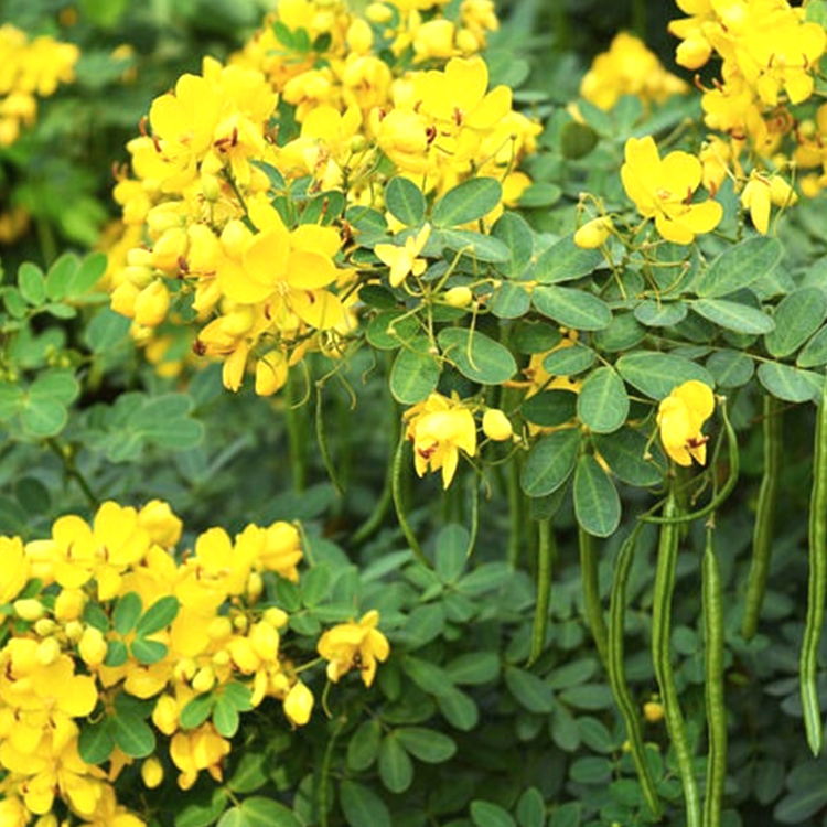 黄花槐绿化灌木种