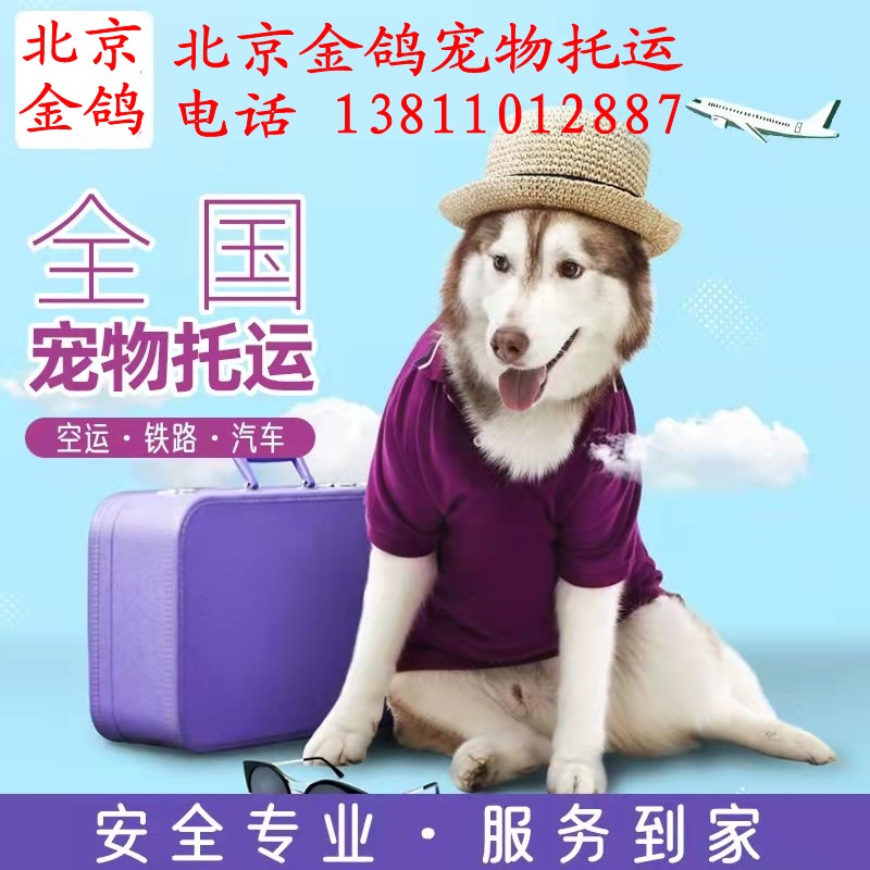 宠物空运 北京宠物托运空运 北京金鸽宠物托运