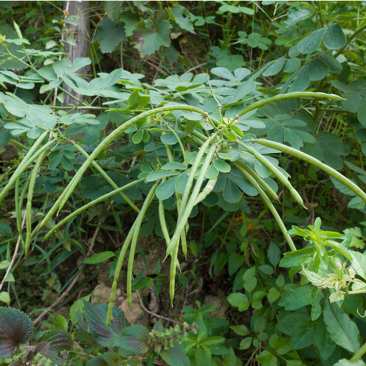 黄花槐绿化灌木种