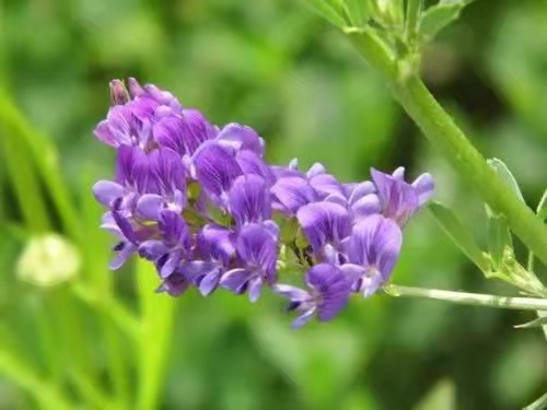 紫花苜蓿绿肥草种