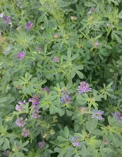紫花苜蓿绿肥草种图片