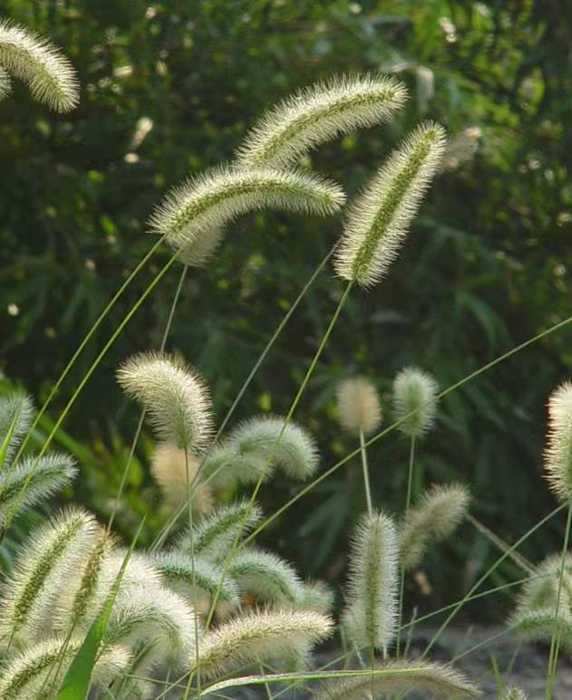 狗尾草园林绿化草种