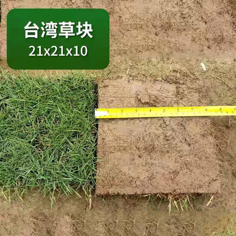耐践踏台湾草坪厂家-价格-供应商图片