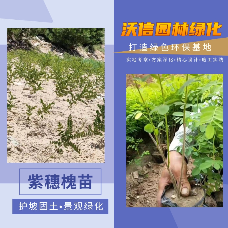 紫穗槐一年苗种植基地，批发价格，供应商电话【河南沃信园林绿化工程有限公司】