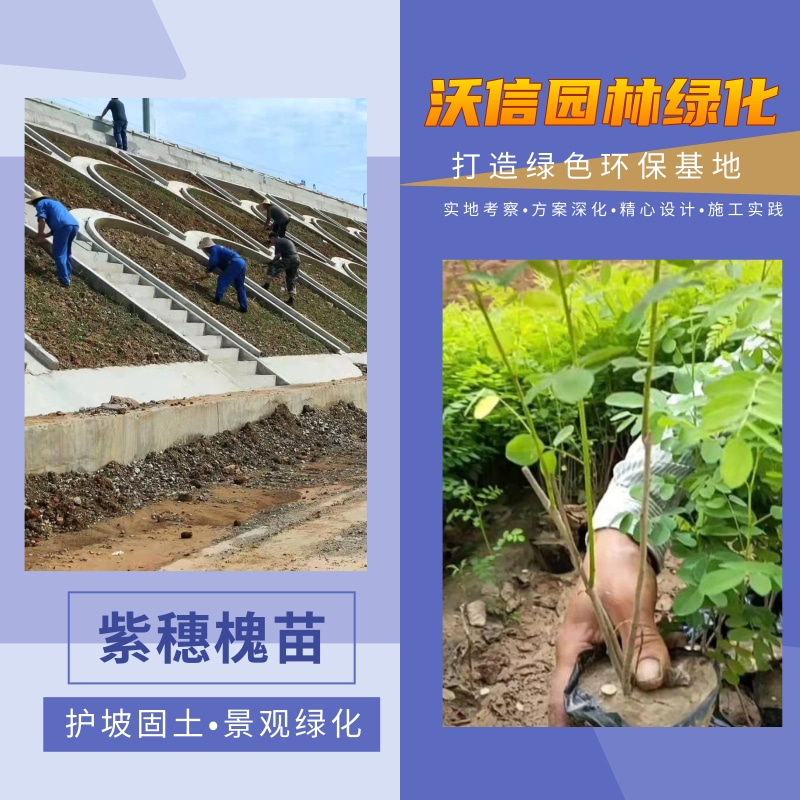 紫穗槐一年苗种植基地，批发价格，供应商电话【河南沃信园林绿化工程有限公司】