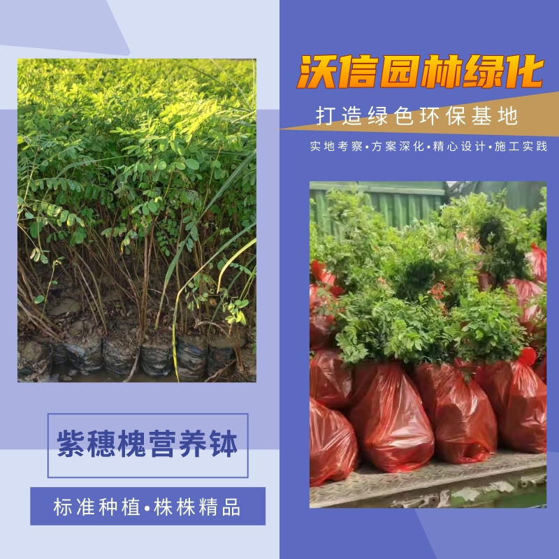 塑料杯紫穗槐苗河北塑料杯紫穗槐苗_夏季保苗遮阳_紫穗槐固沙护坡【河南沃信园林绿化工程有限公司】