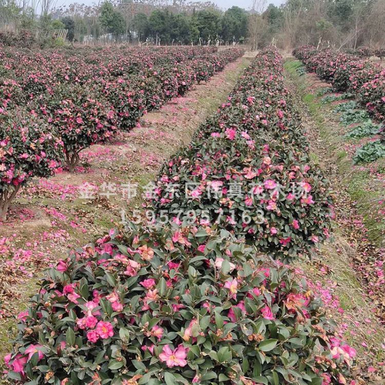 茶梅小树 茶梅球 茶梅花色艳红 绿化树木规格齐量大价低