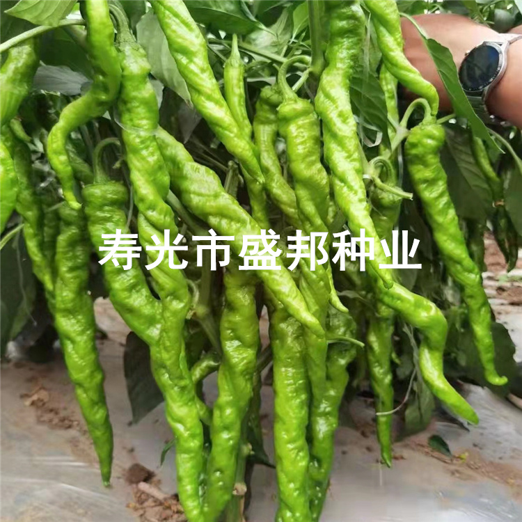 螺丝椒 线椒 杭椒苗 泡椒苗 牛角椒苗 红黄彩椒苗 方椒苗 辣椒苗