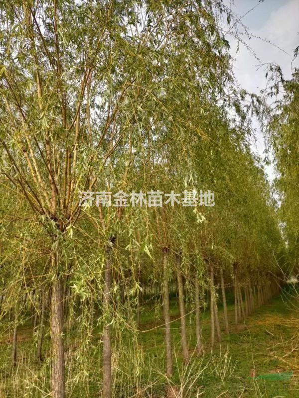 济南市8公分金丝垂柳厂家供应8公分金丝垂柳 10公分金丝垂柳大量生产 12公分金丝垂柳价格