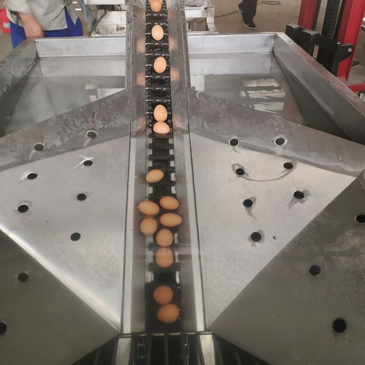 养殖场鸭蛋洗蛋机 翰润渤HRB-600-Ⅲ型通道式喷淋洗蛋机 裹泥蛋洗蛋机