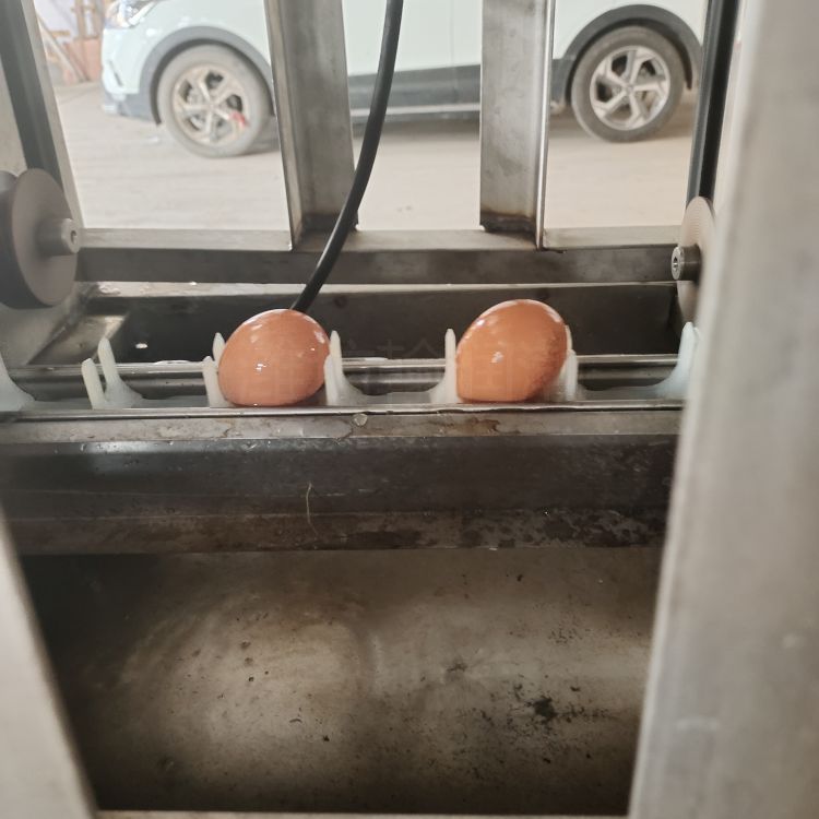养殖场鸭蛋洗蛋机 翰润渤HRB-600-Ⅲ型通道式喷淋洗蛋机 裹泥蛋洗蛋机