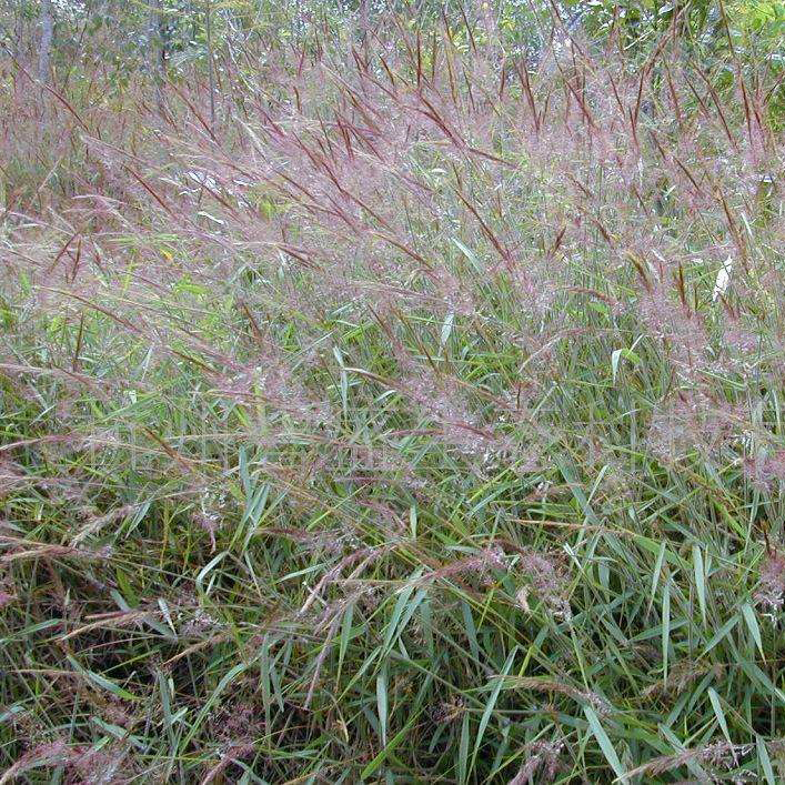 糖蜜草种子广西糖蜜草种子护坡复绿草籽多年生喷播边坡绿化常用草种