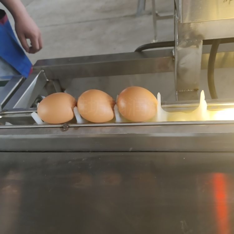 翰润渤HRB-600-Ⅰ型全自动洗蛋机厂家  蛋液加工流水线 咸蛋洗蛋机  洗蛋机器