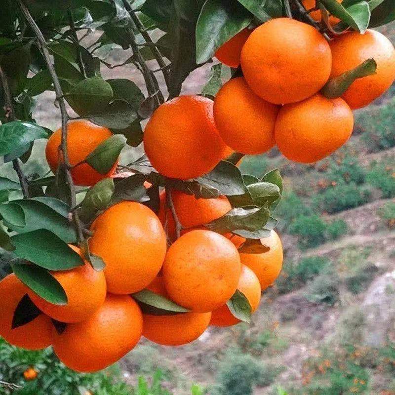 橘子-批发-湖北橘子-橘子批发基地 湖北橘子图片