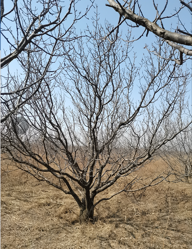 【批发】12公分山杏树 道路景观树形优美 根系发达 工程栽植丛生山杏树苗