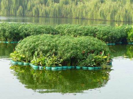 武汉沉水植物批发  武汉水生植物浮岛多少钱