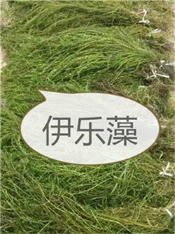 北京水生植物浮岛哪里有-电话