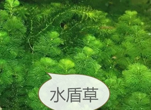 武汉沉水植物多少钱  武汉沉水植物公司
