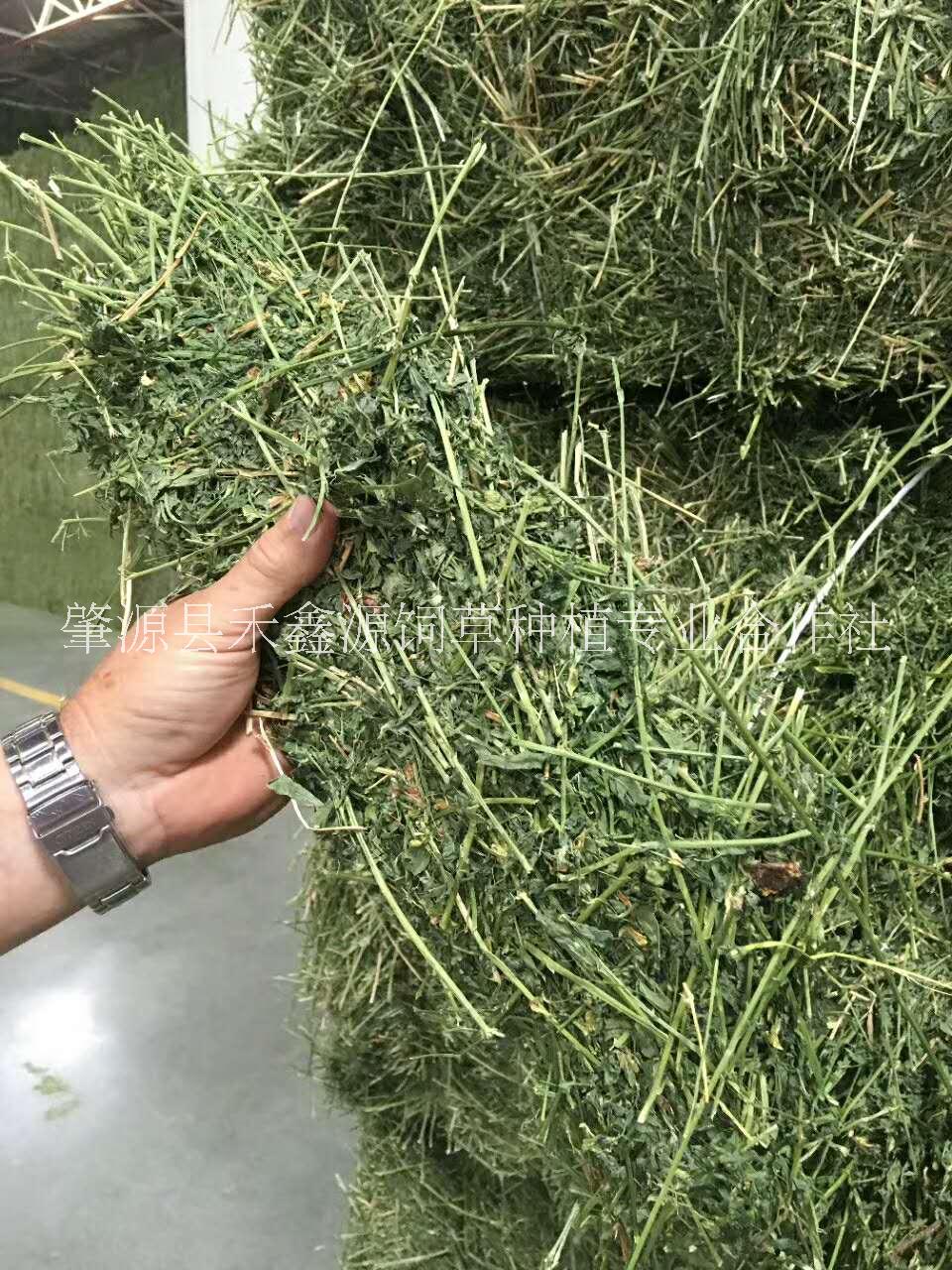 苜蓿草厂家--直-销2024年黑龙江省种植的优 -质一级苜蓿草可媲美进口苜蓿草