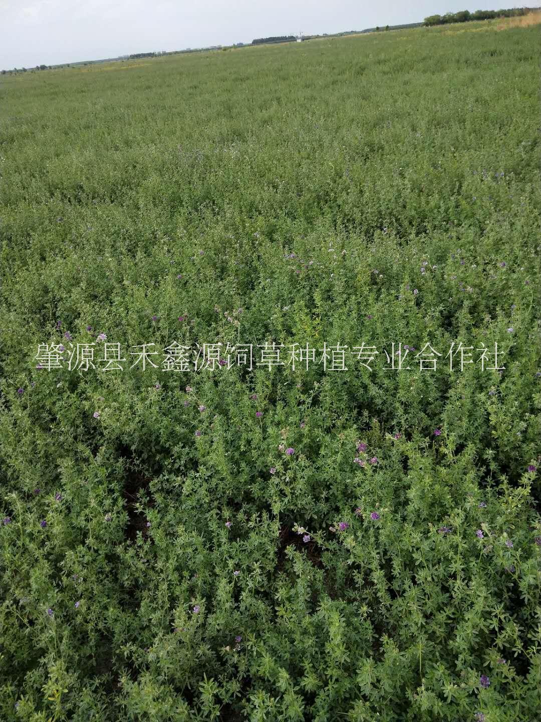 苜蓿草厂家--直-销2024年黑龙江省种植的优 -质一级苜蓿草可媲美进口苜蓿草图片