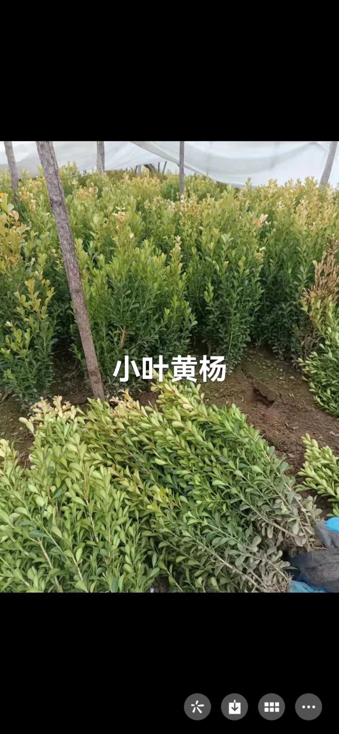 小叶黄杨哪家好