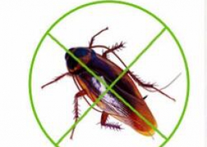 灭蟑螂 灭鼠杀虫 社区除四害 灭蚊蝇