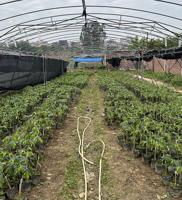 广州奇楠沉香苗种植基地_批发销售热线【茂名市树上宝沉香文化产业有限公司】图片