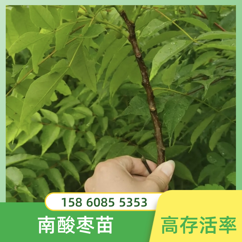 湖南永州南酸枣袋苗种植基地销售价格 高存活率图片