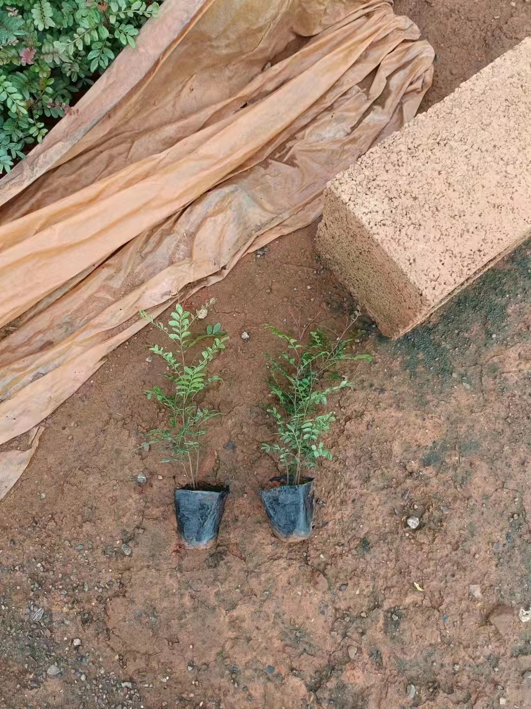 云南清香木基地种植批发销售价格