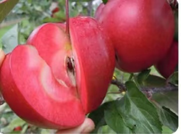 苹果果苗批发厂家直卖 苹果果苗培育 苹果果苗种植图片
