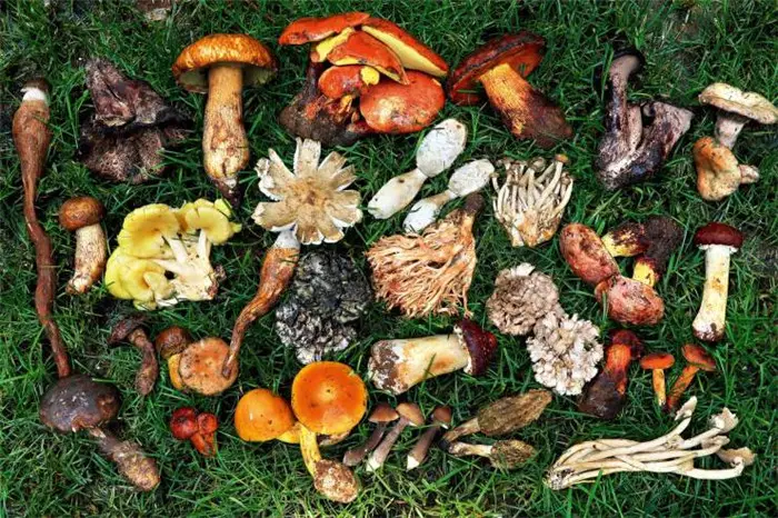 投资蘑菇行业的五个好理由 彤菌堂 批发各种菌图片