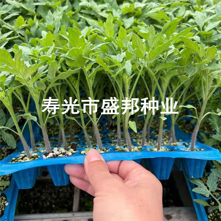 东风199越夏西红柿种子种苗 耐高温 抗TY 耐线虫图片
