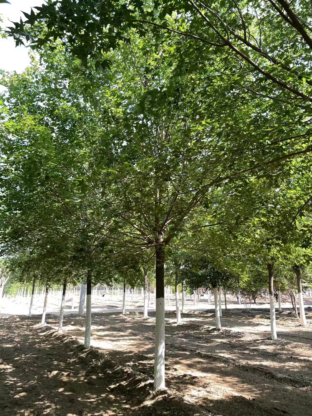 五角枫树种植基地、20公分五角枫树、五角枫树批发价格