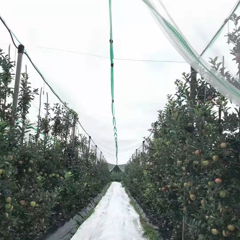 供应聚乙烯防雹网 农业防护网 园林葡萄苹果树防冰雹白色塑料网 白色聚乙烯防雹网园冰雹防