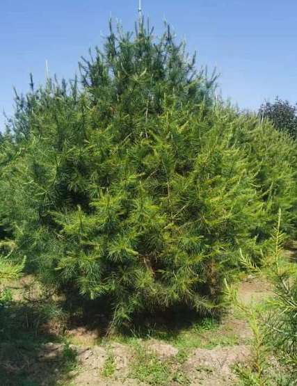 绿化1米1.8米2米-2.5米白皮松苗 白皮松树苗基地 树型优美  源新苗木种植销售苗圃批发